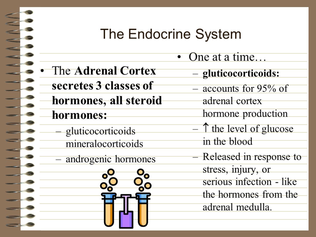 The Endocrine System The Adrenal Cortex secretes 3 classes of hormones, all steroid hormones: